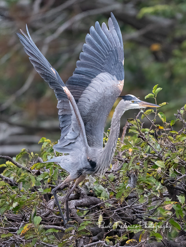 Great Blue Heron
