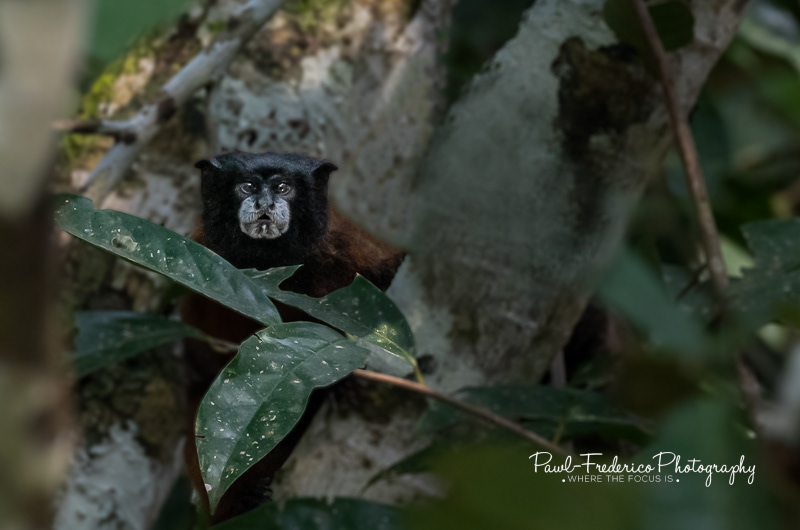 Saddle-backed Tamarin - Peruvian Amazon
