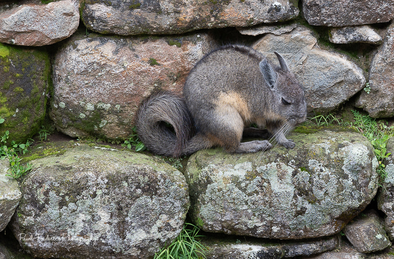 Wild Chinchilla at Machu Picchu
