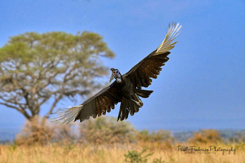 Abyssinian Ground Hornbill