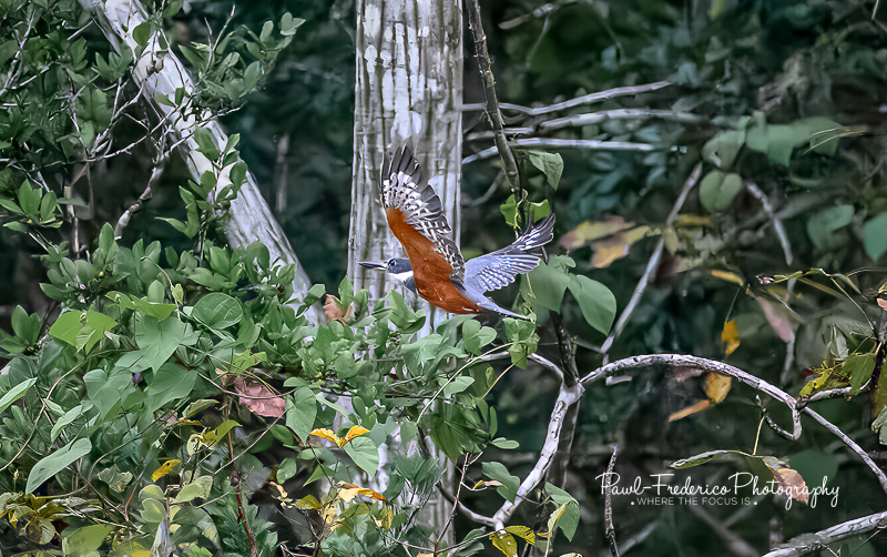 Ringed Kingfisher - Peruvian Amazon