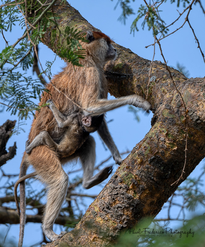 Red Colobus w/Baby