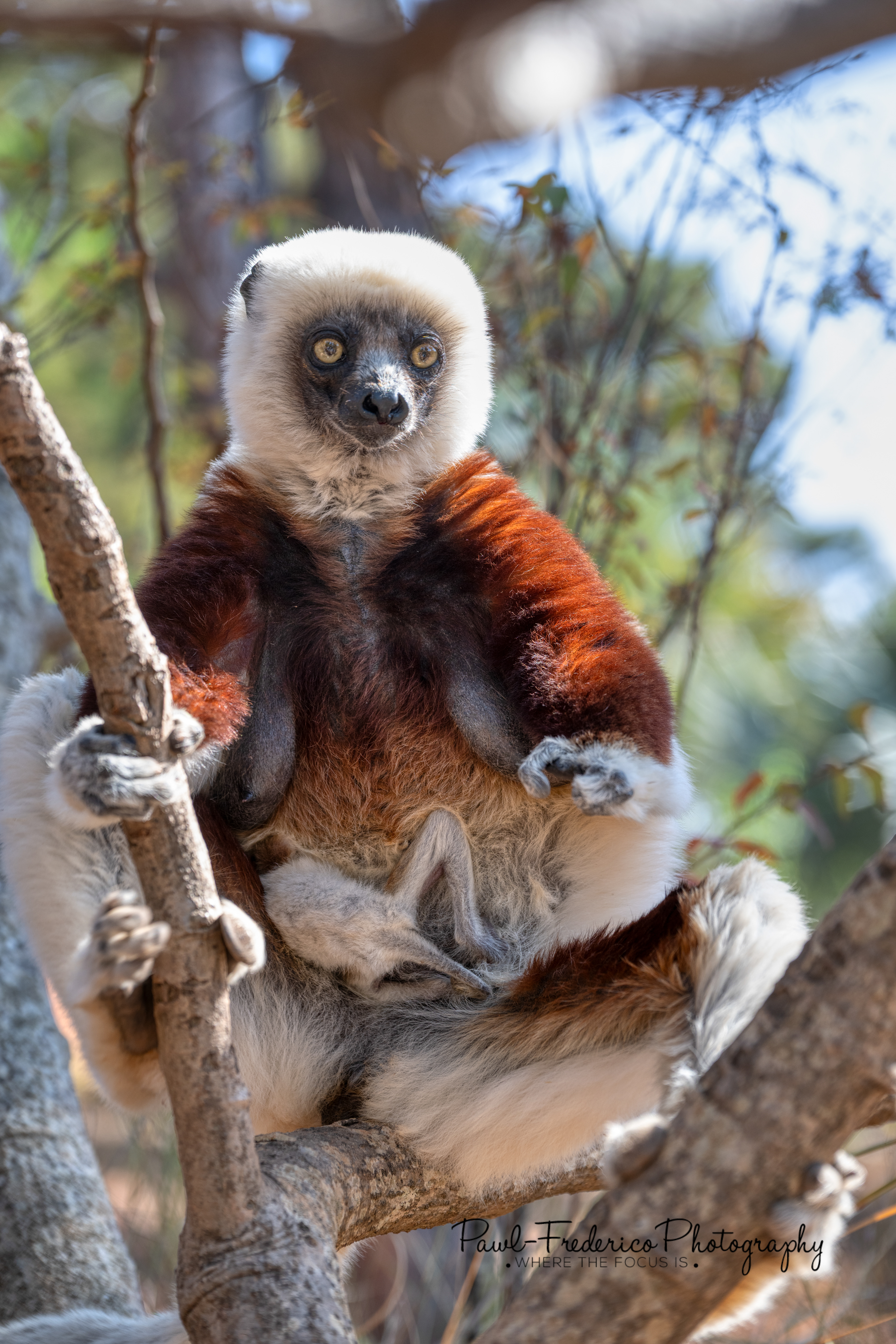 Coquerel's sifaka mamma