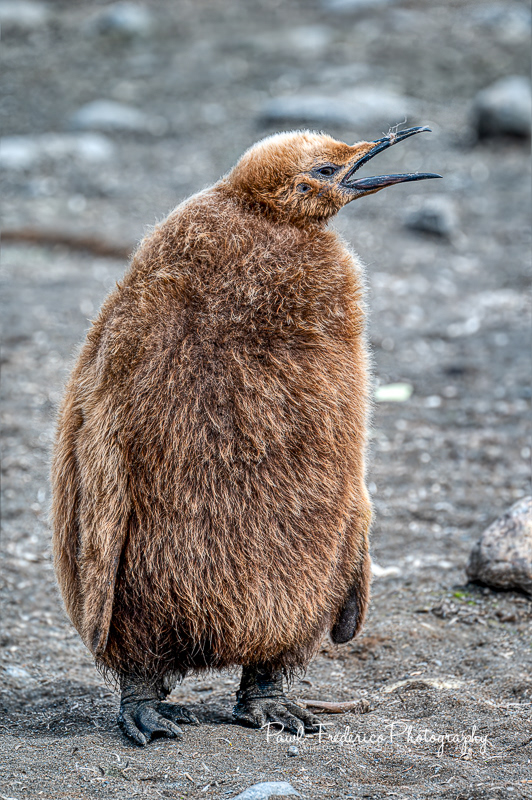 Feathered Baby King Penguin