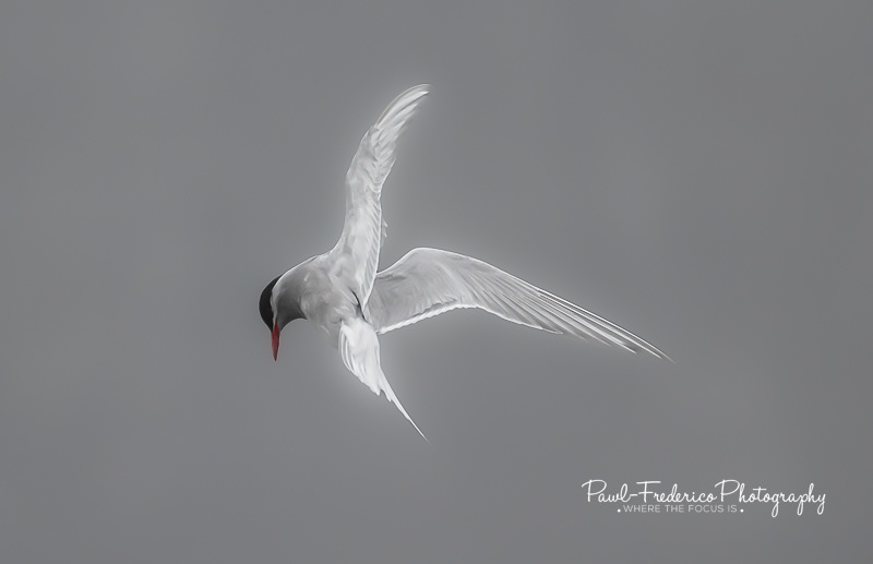 Antarctic Tern