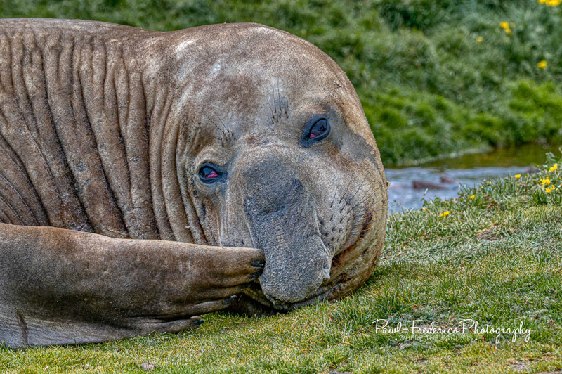 5000 lb Male Elephant Seal - S. Georgia Island
