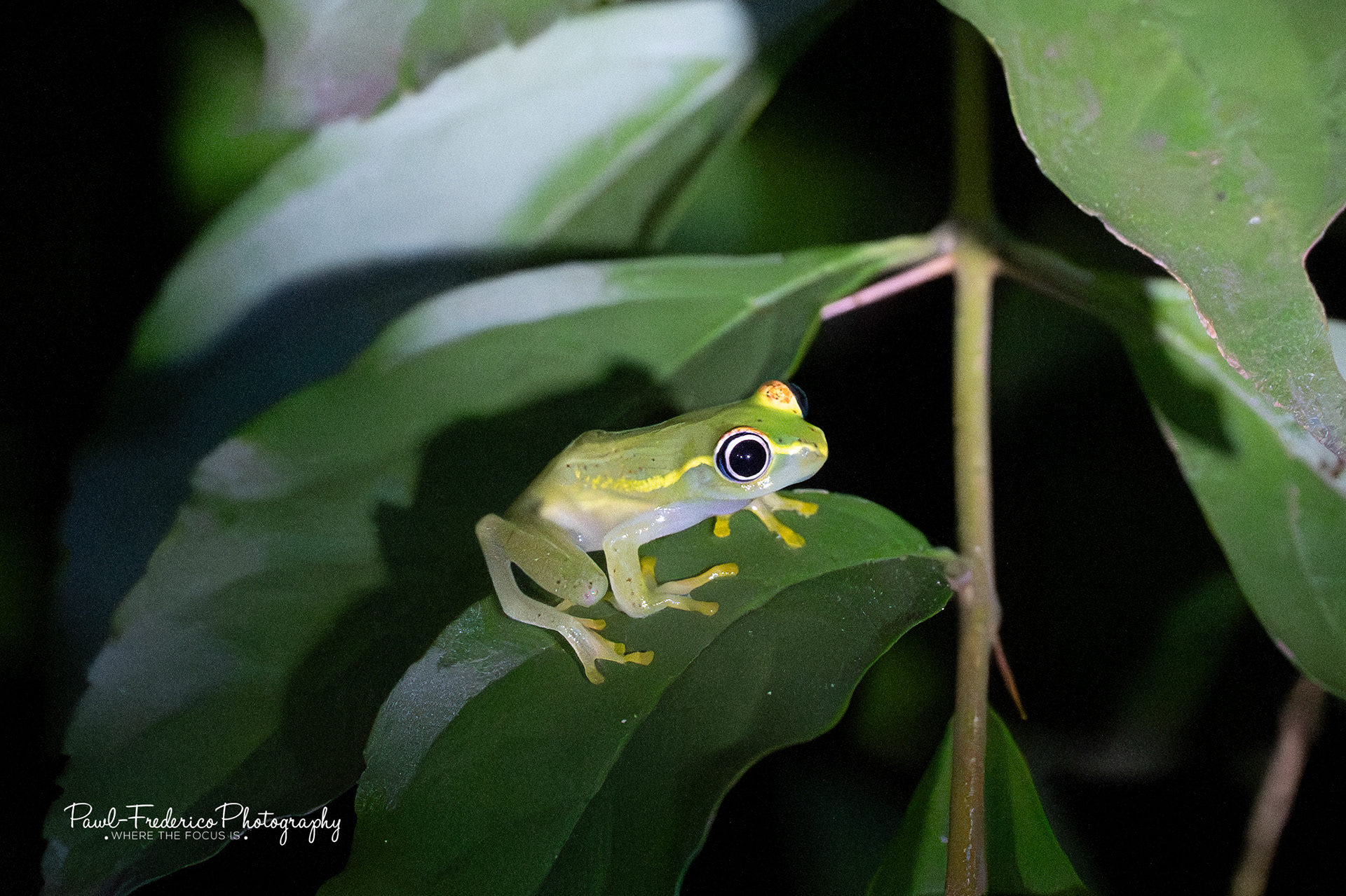 Central Bright-eyed Frog - Madagascar