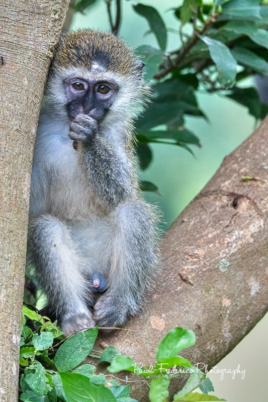 Baby Vervet - AKA Blue Balls