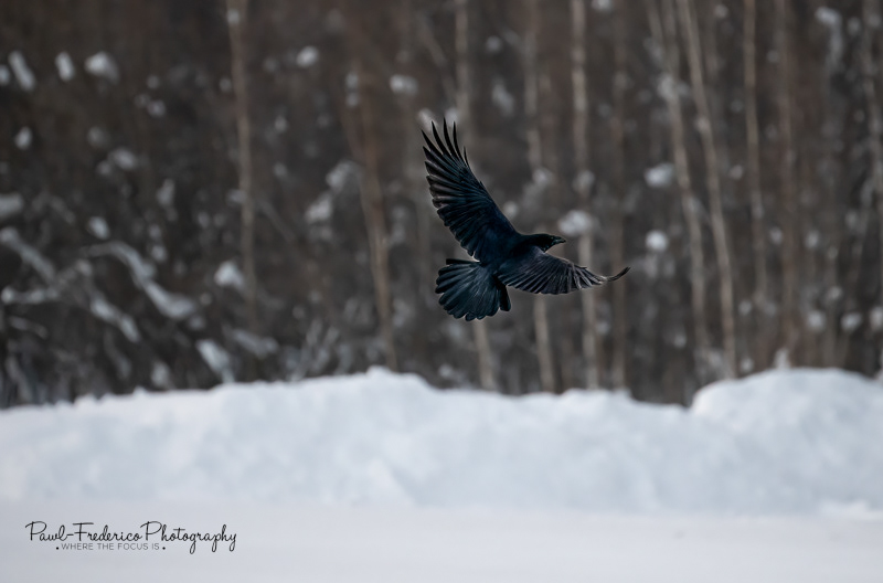 Raven - Arctic Circle, Alaska