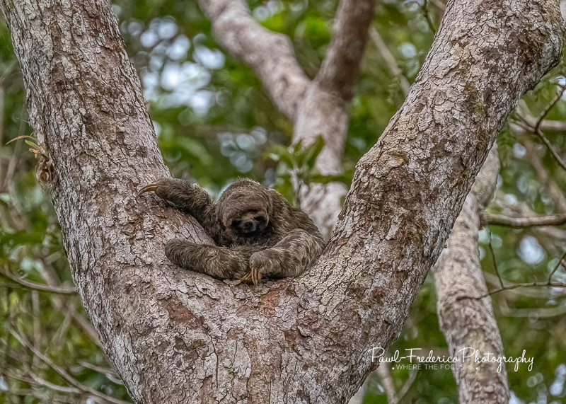 Three-toed Sloth - Peruvian Amazon