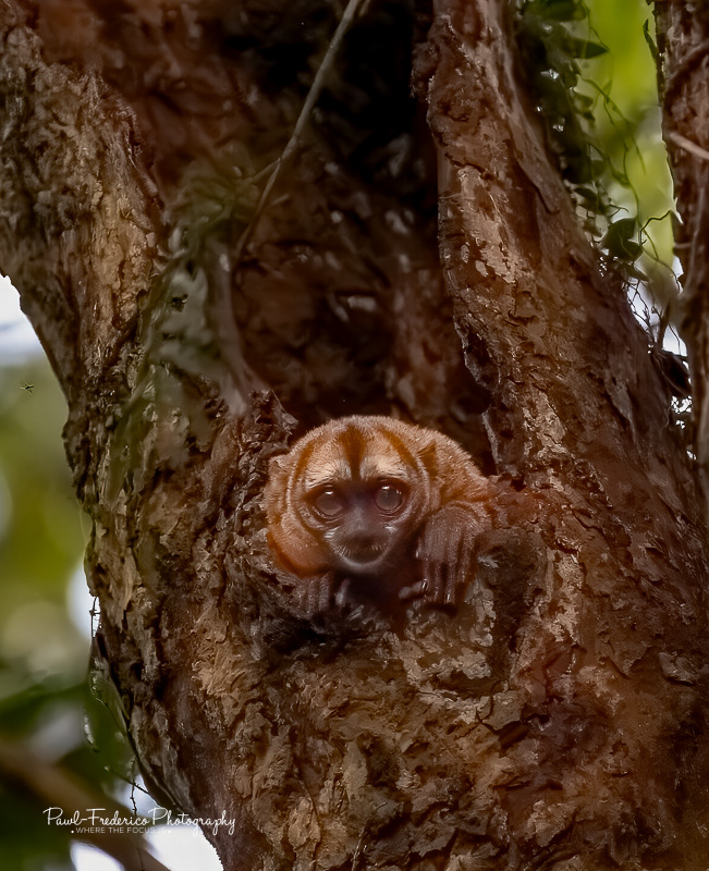 Night Owl Monkey Eyes