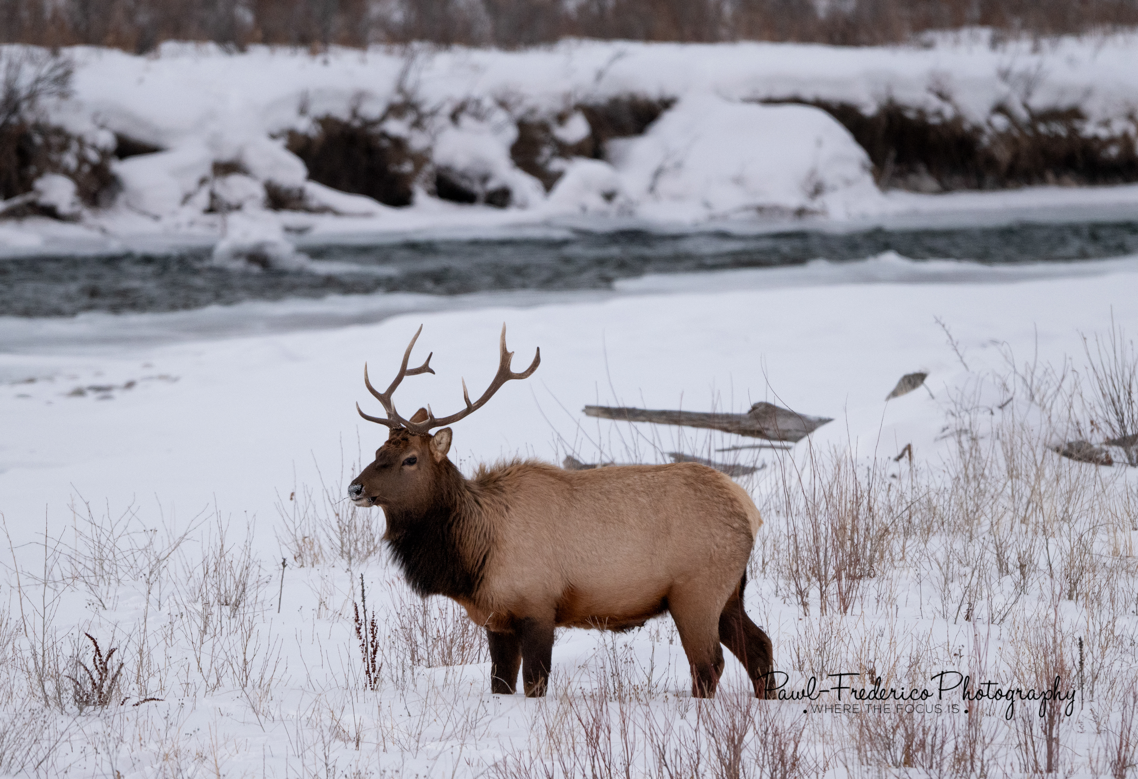Bull Elk