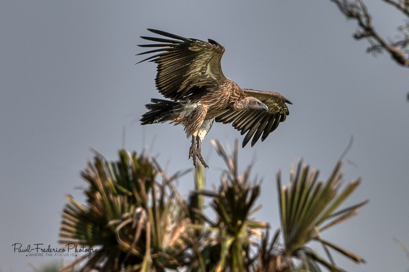 Ruppell's Griffon Vulture