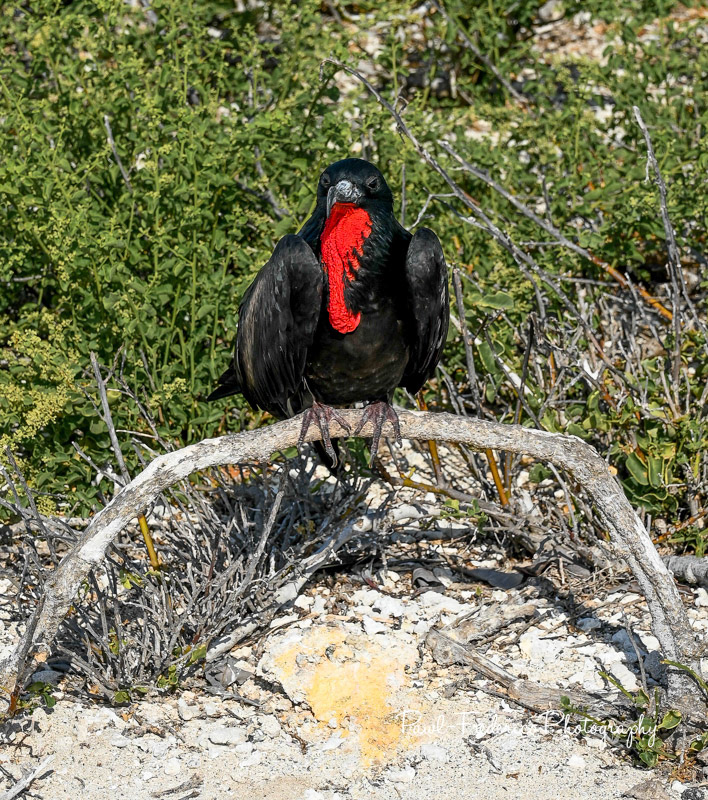 Male Great Frigate - Galapagos Islands
