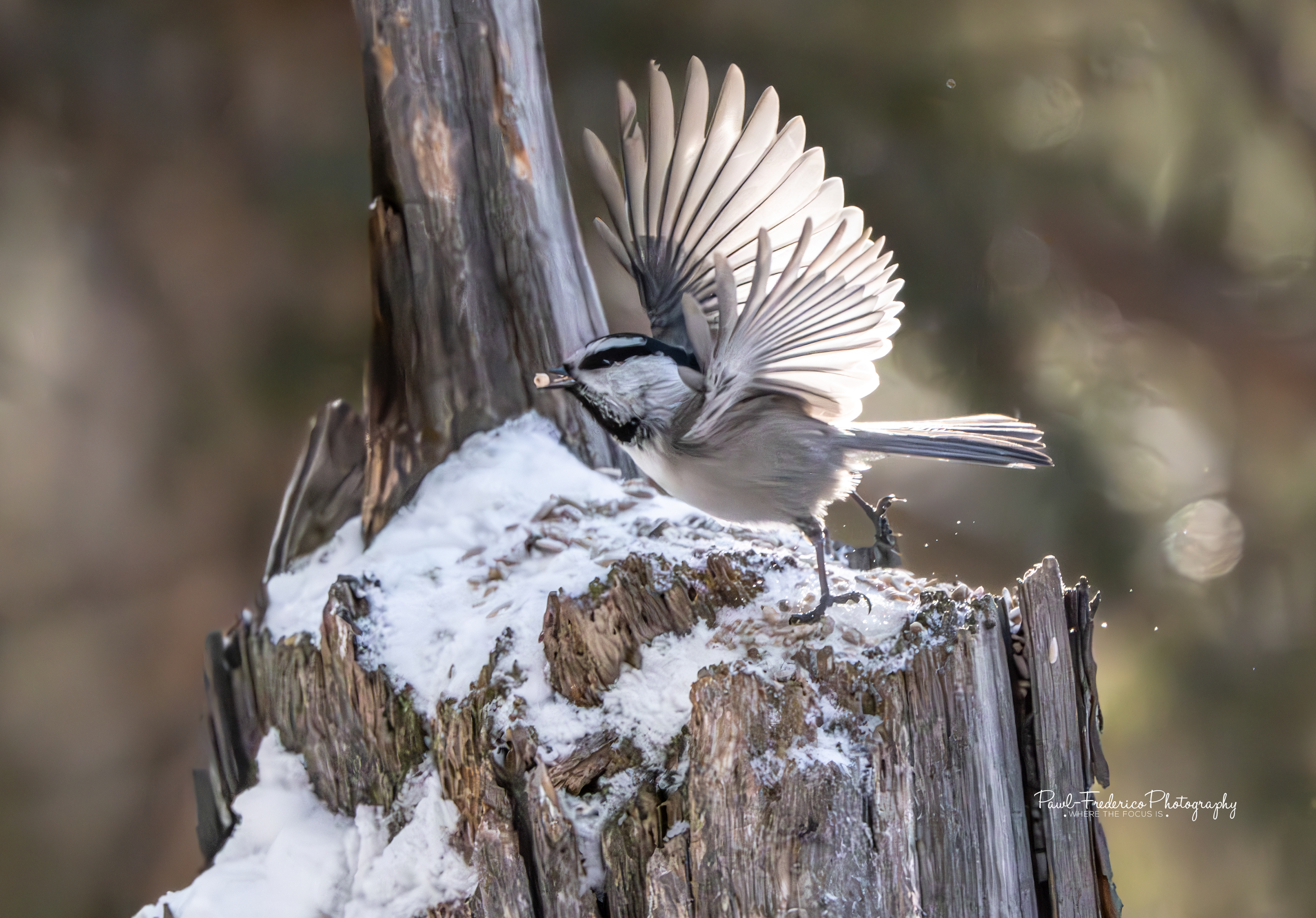 Mountain Chickadee