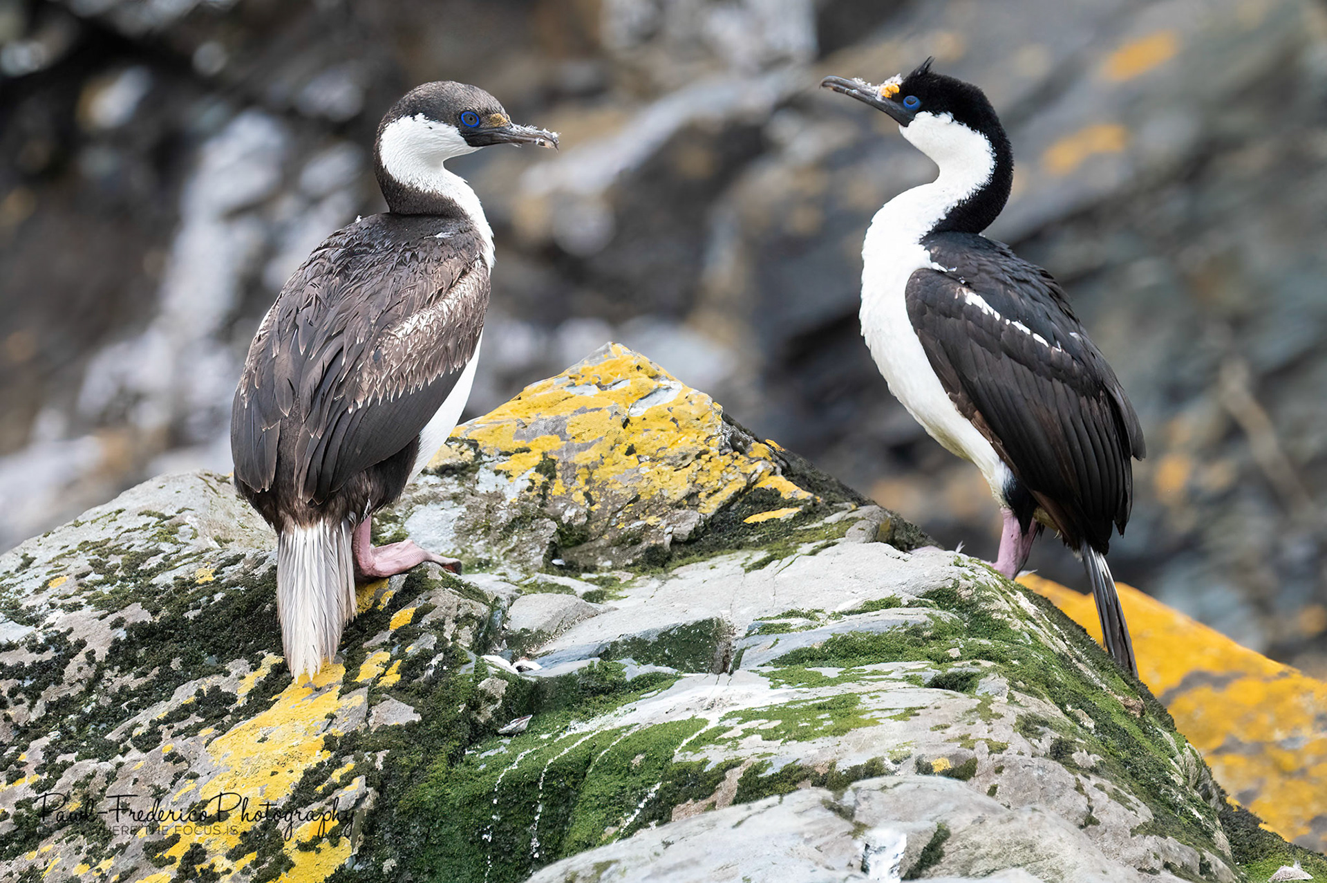 Antarctic Shag Couple