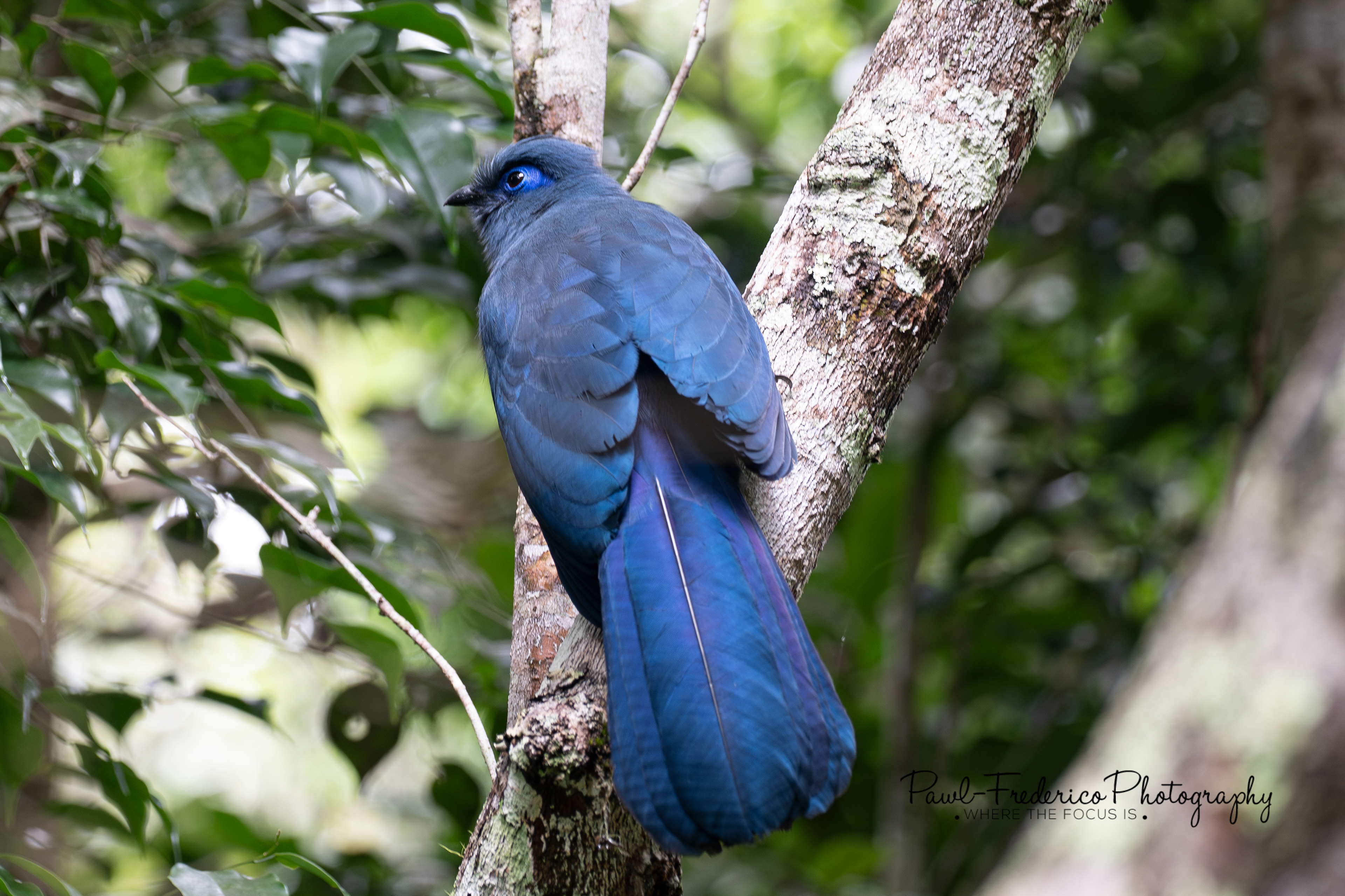 Blue Coua - Madagascar