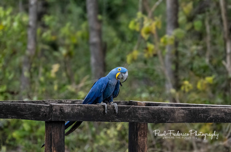 Hyacinth Macaws - Brazil