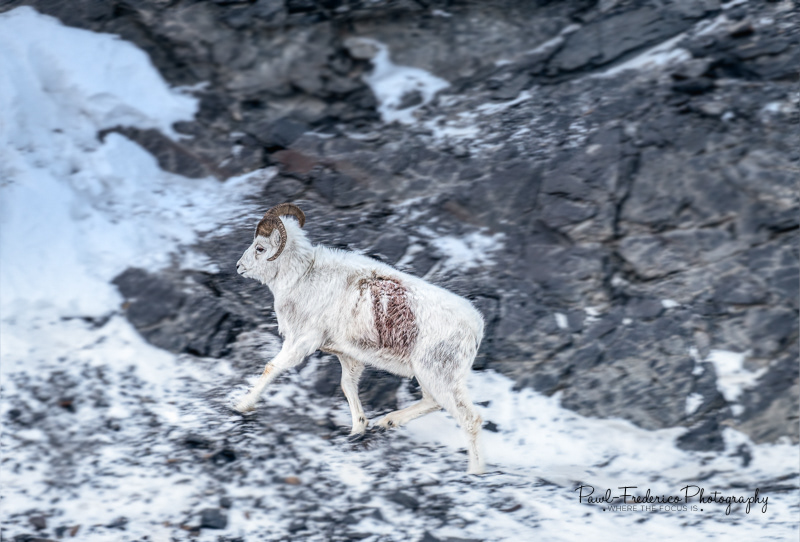 The Injured Suitor - Atigun Pass, Arctic Circle, Alaska
