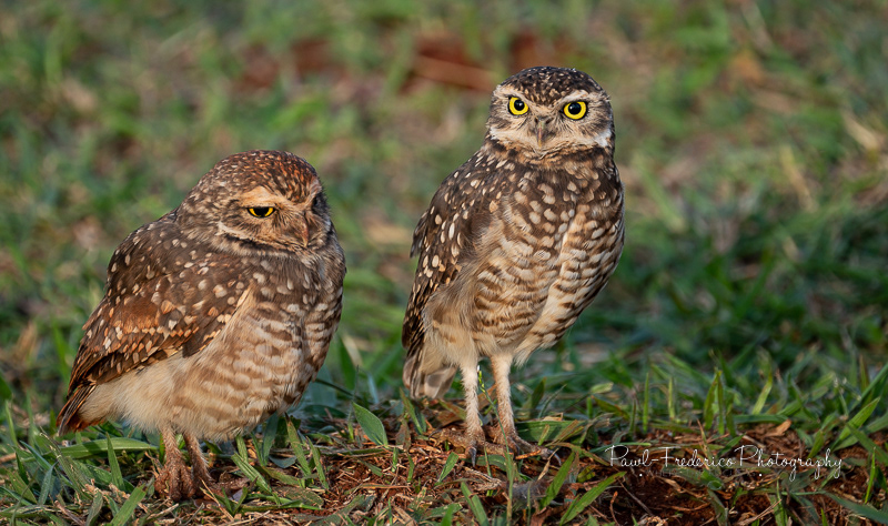 Burrowing Owls - Brazil