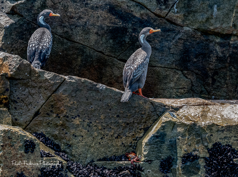Red-legged Cormorant - Lima, Peru