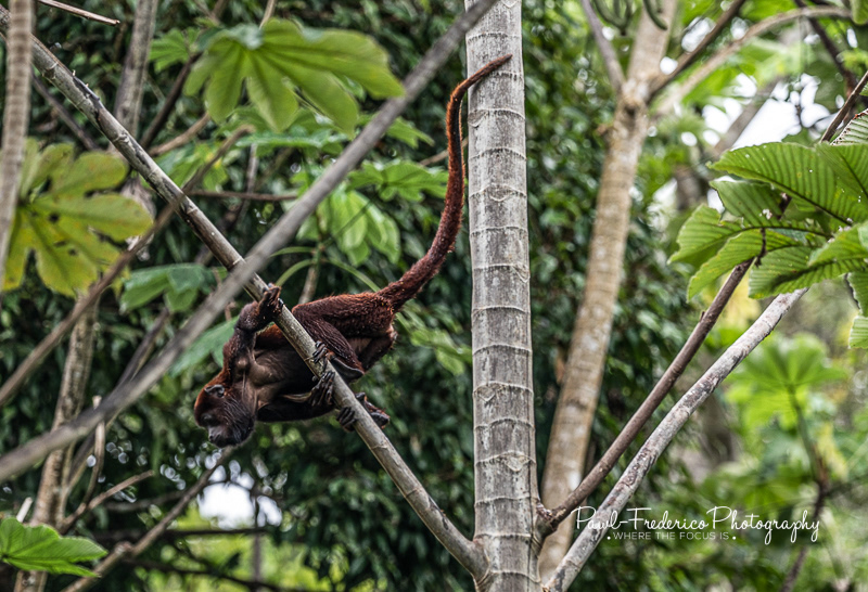Red Howler Monkey