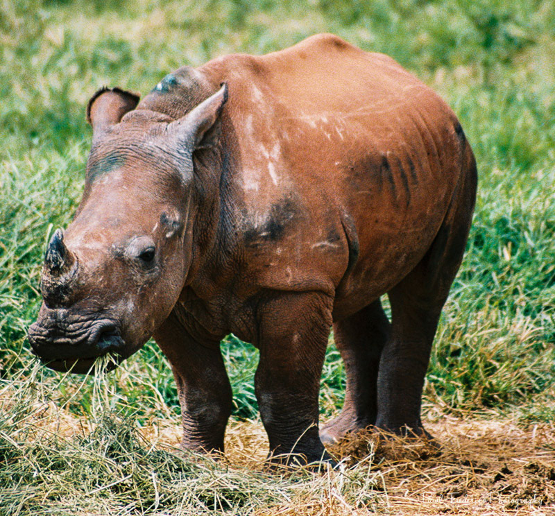 Baby White Rhino - S. Africa