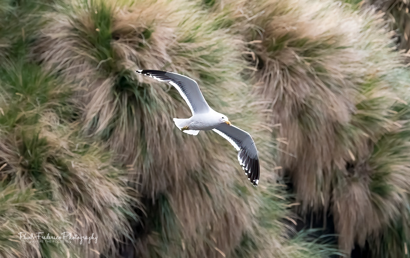 Kelp Gull