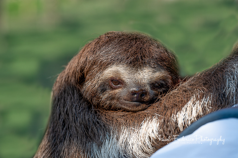Rescued Baby Three-toed Sloth - Peruvian Amazon