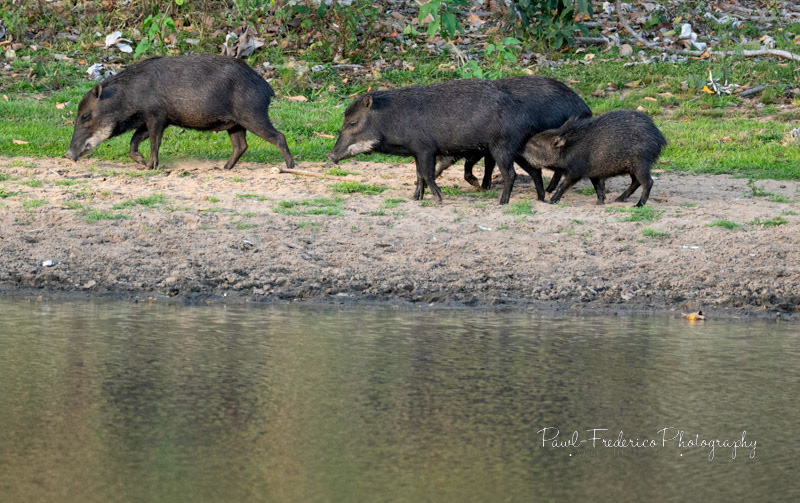 White-lipped Peccary Pantanal, Brazil