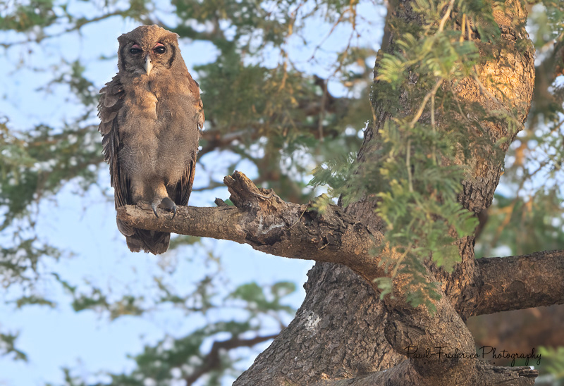 Verreaux's Eagle Owl