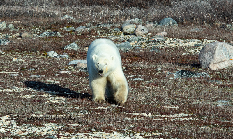  Mama Polar Bear - Canadian Tundra
