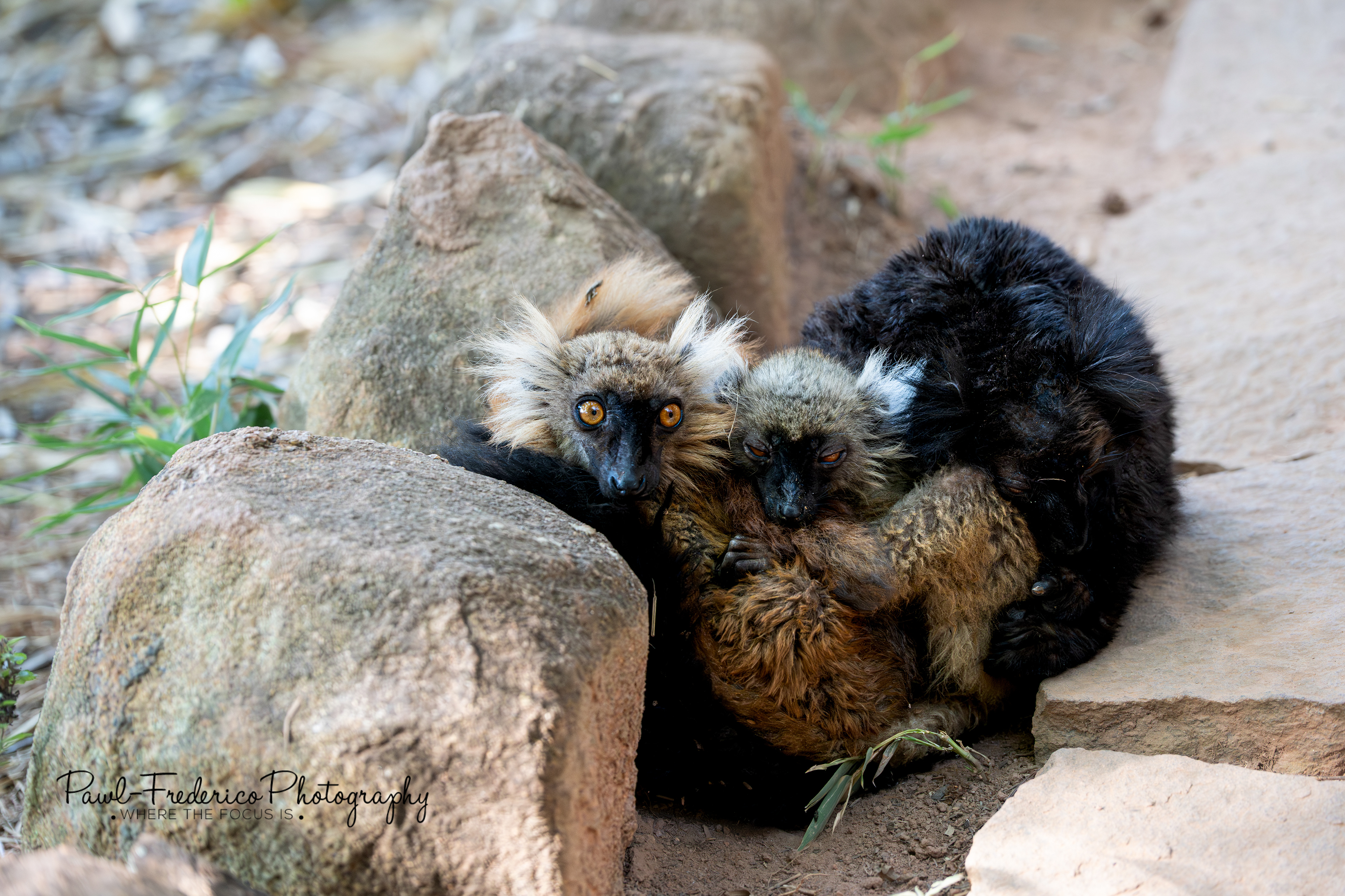 Black Lemur Family