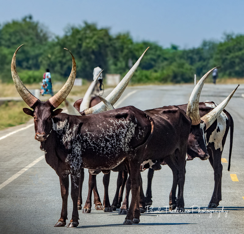 Ankole Longhorn Cattle