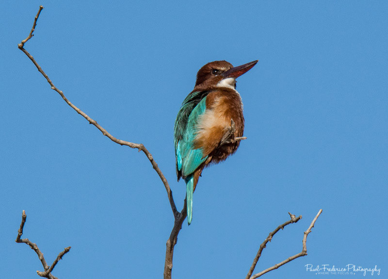 White-breasted Kingfisher - India