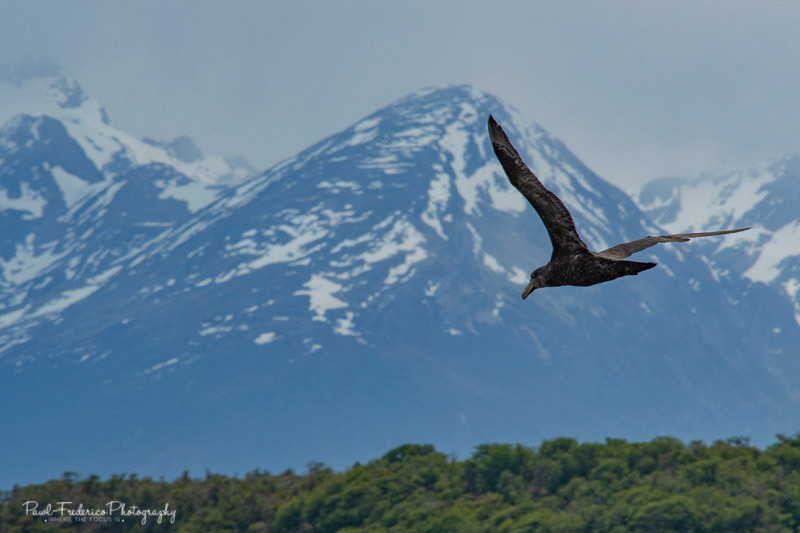 In Flight at the End of the World
