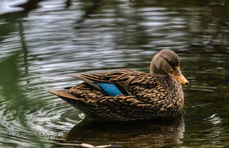 Female Mallard Duck