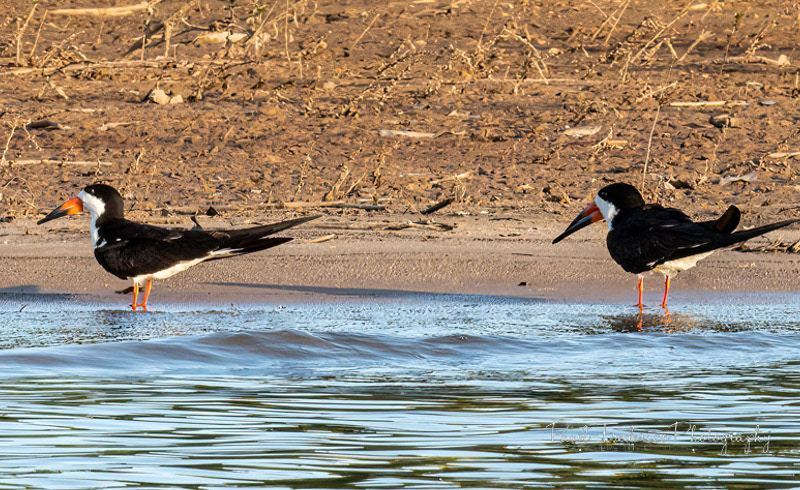 Black Skimmer - Brazil