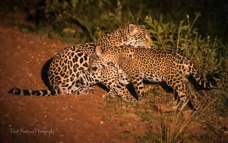 Cuddles Pantanal, Brazil