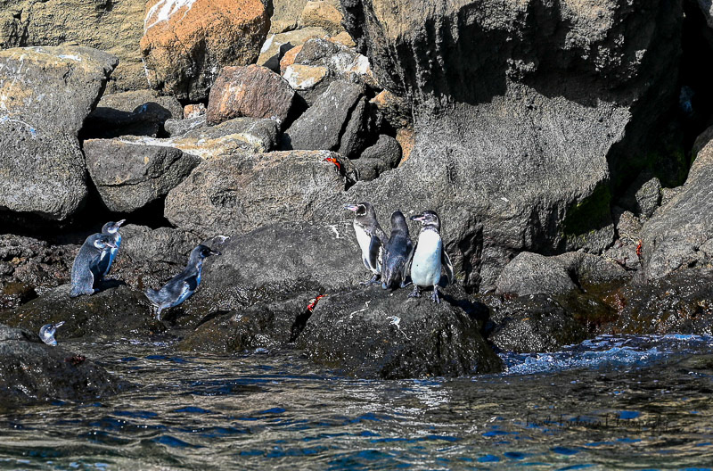 Galapagos Penguins