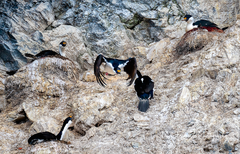 Takeoff - Antarctic Shag