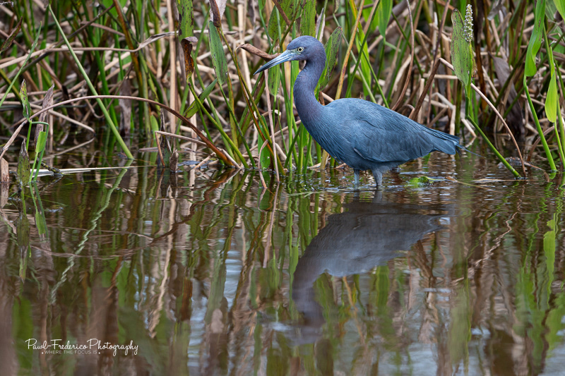 Little Blue Heron