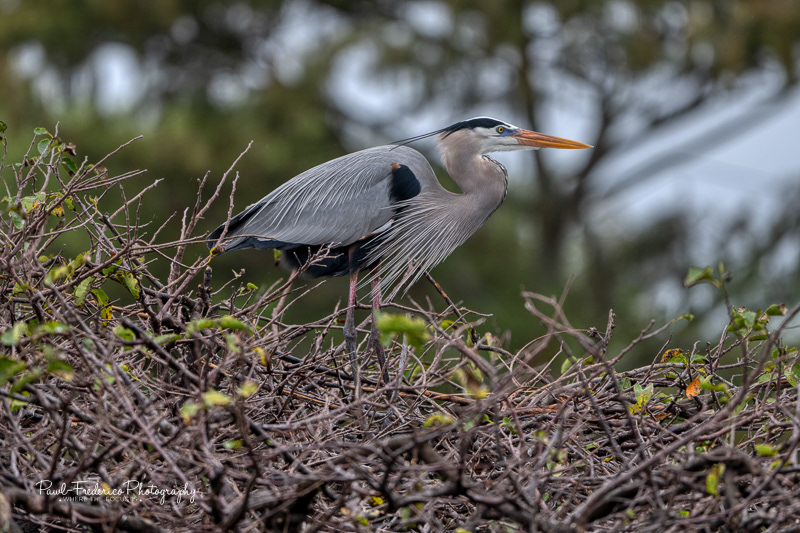 Great Blue Heron