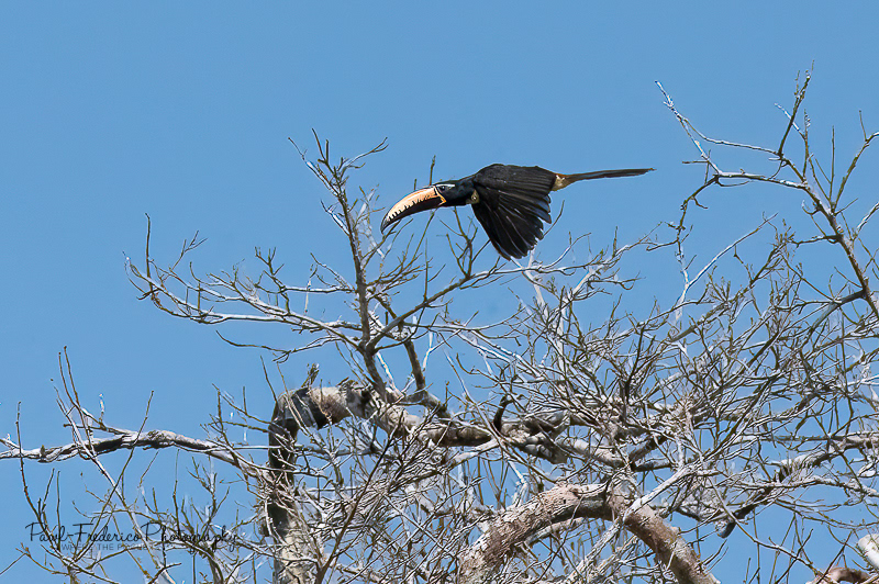 Lettered Aracari in Flight - Peruvian Amazon