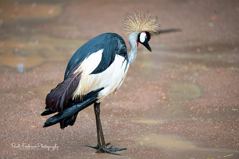 Grey Crowne Crane
