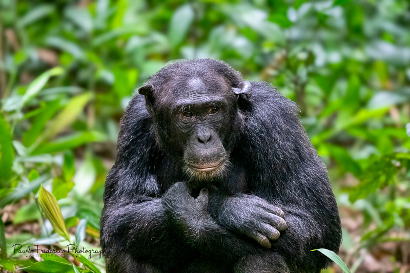 Chimp of Kabale