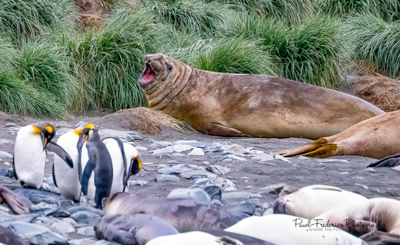 King Penguins