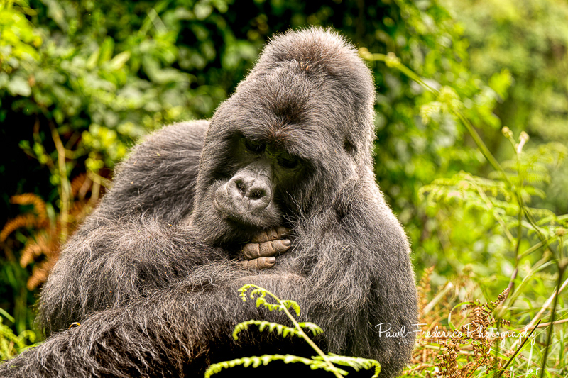 Silverback