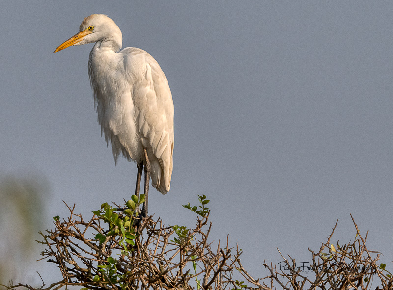 Cattle Egret