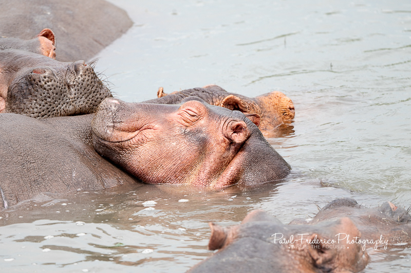 Smile of Contentment - Hippo Baby